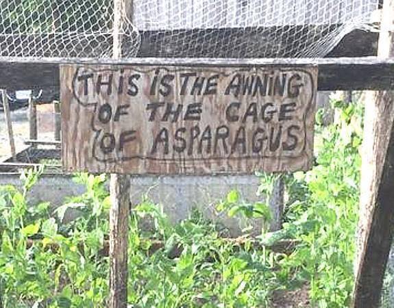 Image result for this is the awning of the cage of asparagus